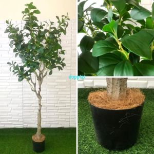 Tanaman Artificial Pohon Imitasi Kacang T130 & T170 Latex Pot Dasar Hitam Dekorasi Rumah Aesthetic