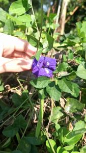 🌱เมล็ดพันธุ์ดอกอัญชัน💞(ซ้อน5กลีบ)🦋เม็ดใหญ่❗ปลูกง่าย‼️60เม็ด🪻