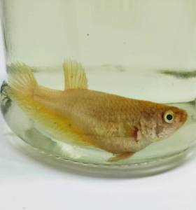 เบตต้า ฮาฟมูน สีทอง เพศเมีย Betta Halfmoon Gold (FEMALE)