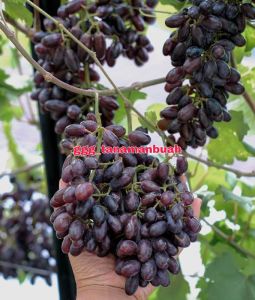 Bibit Anggur Import Akademik Super Asli Grafting