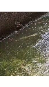 500ml Anti Mold & Algae Spray Anti Jamur & Lumut Pembersih Lumut Semen Cocok Untuk Digunakan Di Paving Lantai Semen Keramik