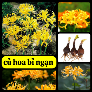 Củ giống hoa bỉ ngạn màu vàng (1 củ) - củ to hoa nở đẹp