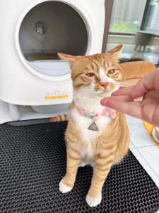 [Smart Cats MNL] ON HAND! Petree Second Generation Automatic Litter Box