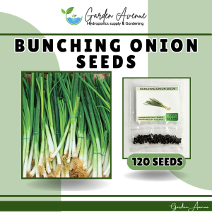 BUNCHING ONION/DAHON NG SIBUYAS (120pcs seeds) JACKOU VARIETY/EASY TO GROW/HYBRID