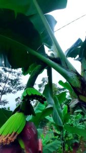 PROMO 5 BUAH BIBIT BONGGOL DONGKELAN PISANG CAVENDISH KUALITAS ASLI