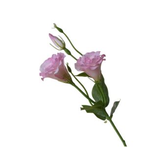 FOUNDTWO Real Touch Artificial Lisianthus Flowers Lifelike Silk Flowers Fake Eustoma Flower Photography Props DIY Artificial Bouquet Home Decoration