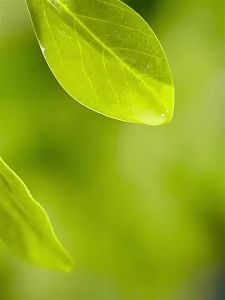 白茶香薰家用卧室内持久香氛熏香高级香水卫生间房间男生女生淡香White Tea Aromatherapy Long lasting fragrance in home bedroom High grade perfume Toilet room Boys and girls light fragrance