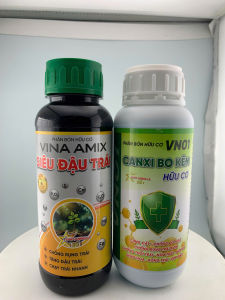 ( trên cây măng cụt) Bộ đôi thuốc Chống rụng bông và rụng trái non trên cây măng cụt - Cây măng cụt đang có bông cần dưỡng bông và trái non măng cụt