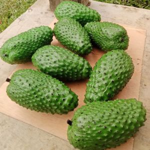 Replika buah sirsak (1pcs) / mainan anak / dummy buah / dekorasi meja makan