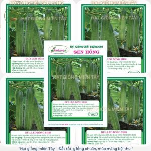 Hạt giống dưa leo sh80 sen hồng.trái bóng đẹp siêu trái siêu năng xuất gói từ 350.
