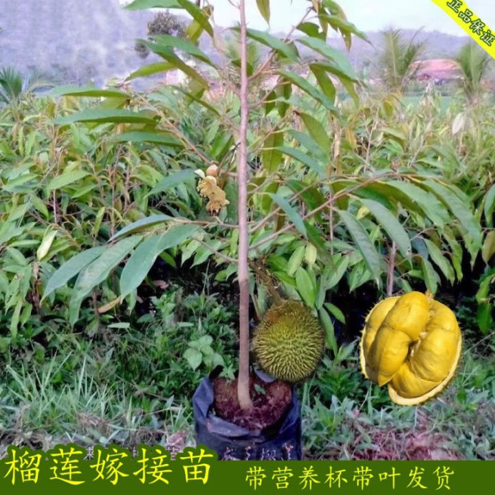 Seeds Durian Seedlings With Golden Pillow And Black Thorn Grafted