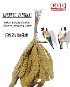 100 GRAM PAKAN BURUNG cemilan hamster JEWAWUT TANGKAI Millet foxtail yellow