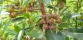 50 BENIH [SEGAR] Golden Penda Flower Tree🌻 Honey Plant🐝黄金熊猫花树苗🌻蜜源植物🐝Bunga Penda Emas Plant Tumbuhan Madu🐝 Xanthostemon Chrysanthus / Xanthostemon Youngii bunga kesukaan kelulut. 