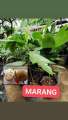 Fruit bearing tree Dwarf Varieties Grafted. 