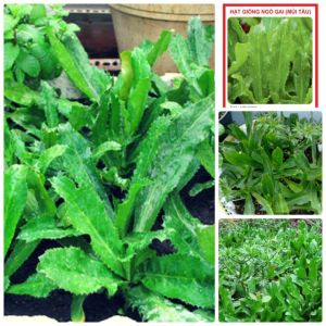 Hạt giống mùi tàu ( ngò gai) gói 5 gram