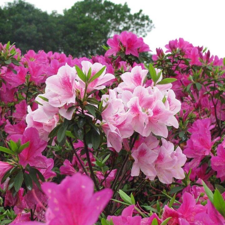 Malaysia Ready Stock 50 Pcs Azalea Bonsai Seedsplants Rhododendron ...