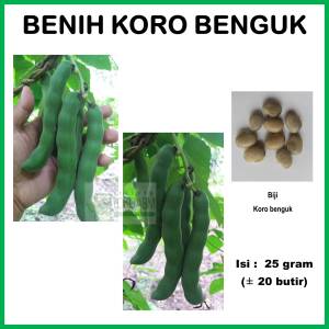 Biji Benih Tanaman Koro Benguk  Kacang Babi