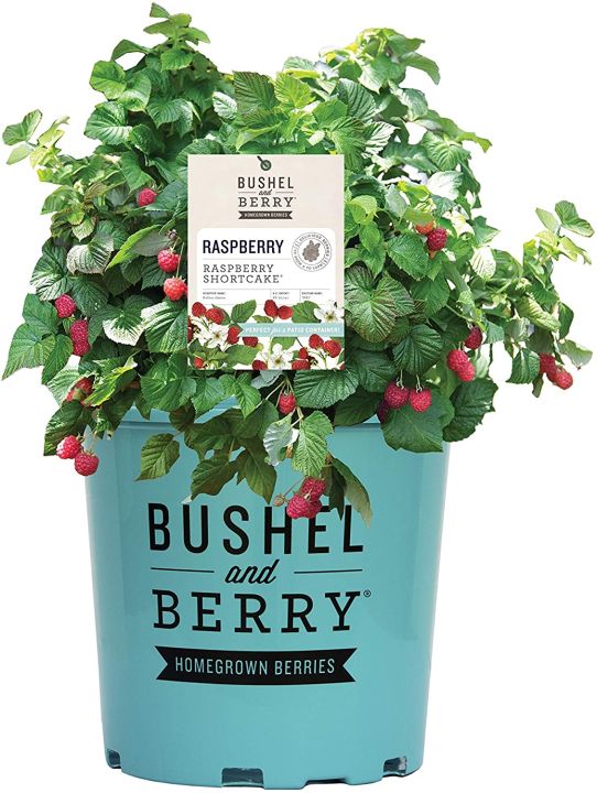 50pcs Bushel and Berry Raspberry Shortcake Dwarf Red Raspberry - Rubus ...