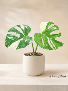 Top Grade Premium Monstera Deliciosa Thai Constellation