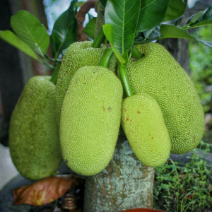 Bibit Tanaman Nangka Sayur Okulasi Super