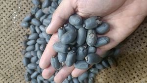 500gram hạt giống mủ trôm