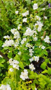 เทียนหยดขาว กระถาง 11 นิ้ว ต้นสวยและแข็งแรง (กทม)