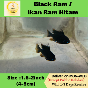 Ikan Ram Hitam/Black Ram Fish /Livefish/Freshwater/黑棘鯛