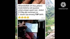 Essen Multi Pengumpul Ikan Dan Umpan
