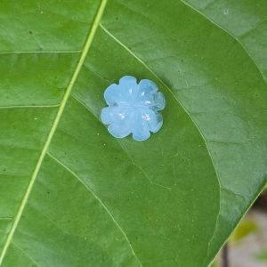 Q1672 Cỏ 4 lá Aquamarine sẵn lỗ 2li+ xâu vòng cáp mix vòng hạt cho Thuỷ và Mộc - Phong Thuỷ TUDO P