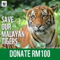 Donate RM100 to Help Save Our Malayan Tigers - WWF Malaysia. 