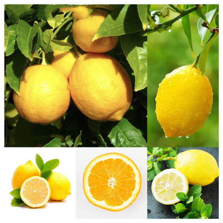 พร้อมส่ง 20 แคปซูล/Bag Lemon Tree Seeds Potted Planting Seasons Fruit ...