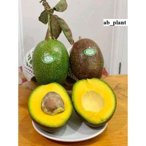 Bibit Alpukat Cuba jumbo Okulasi Super Genjah