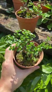 Premna Microphylla/寿娘子(bonsai plant/live plant/outdoor plant medium/中