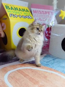 Cat playing with toys cat teasing sticks Amy&Carol cat teaser sticks feather sequin rattle paper bell plush pom-pom telescopic cat toy insect cat teaser stick
