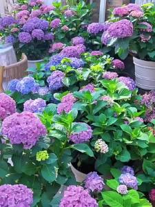 ไฮเดรนเยียเหมาะสำหรับการหว่านกลางแจ้ง ดอกไม้ที่เบ่งบานในสี่ฤดูกาล พืชไม้ยืนต้นในกระถาง ผสมสีดอกไม้