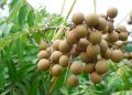 Bibit Kelengkeng Seedling Termurah Siap Tanam. 