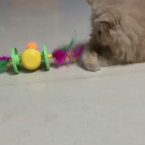Teasing Cat Toy Self Hi Cat Toy Ball Fun Tumbler Cat Scratch Ball Colorful Feather Teasing Cat Stick