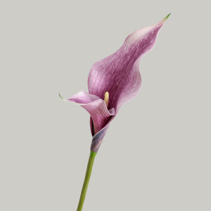 Bunga Double Petal Calla Lily Artificial/Bunga Dekorasi Palsu