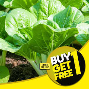 Petchay Seeds - Pavito Petchay Seeds - Pavito Seeds Leafy Vegetable Seeds - Pechay Seeds Pavito Seeds Pechay Seeds