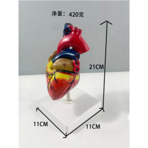 Disassembled Heart Model Anatomy Teaching Tool with Labels