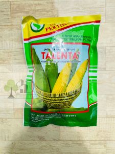 Benih jagung manis Pertiwi talenta dari BENIH PERTIWI