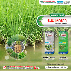 บำรุงนาข้าว ฮอร์โมนข้าว อะมิโนข้าว ฉีดข้าว แตกกอ ข้าวท้อง ข้าวรับรวง ลมเบ่ง เมล็ดเต่ง ได้น้ำหนัก