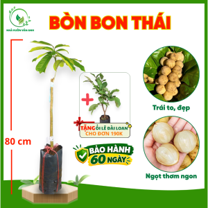 Cây Giống Bòn Bon Thái Ghép - Trái To Cơm Dày - Vị Ngọt Thanh - Nhanh Cho Trái - Cây Giống Vân Anh
