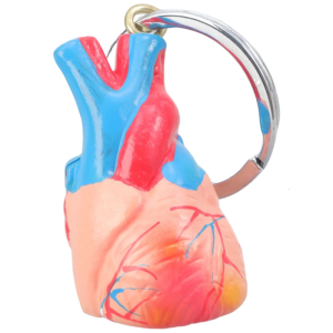 Precised Heart Model Keychain Realistic Anatomy Study Tool for Doctors Students Lightweight 20g Science Gift