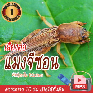 BigT Shop เสียงต่อแมงจีซอน แฟลชไดร์ฟ USB ความยาว 10 ชม. เปิดถึงเช้า เสียงแมงจีซอน เสียงดังฟังชัด เสียงดังฟังชัด100%