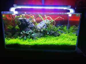LAMPU Aquascape 30-60 cm RECENT RCG 10.000K