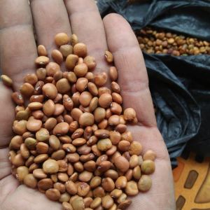 bibit/biji bengkoang super isi 5000 an butir