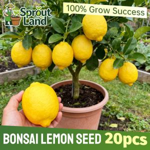 [High Germination] Bonsai Lemon Seeds for Plant Fruit Plants (20 Seed) Fresh Lemon Fruit Seeds High Yield Organic Dwarf Lemon Tree Seeds Easy Grow Lemon Tree Seeds for Balcony & Courtyard Home Potted Lemon Live Plant Indoor Plants Heirloom Lemon Seedlings