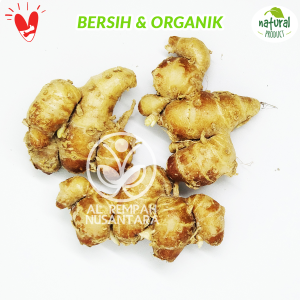 Kencur Segar 500gr Grade A - Lebih Berasa