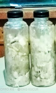 Kucur umpan ikan sungai/ umpan ikan Baung / umpan ikan Lundu